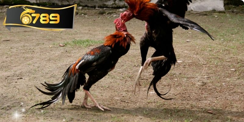 Các đối tác cung ứng uy tín cho sảnh đá gà