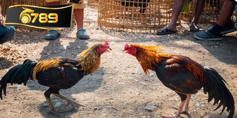 Loại hình nên chơi tại sảnh đá gà nhà cái