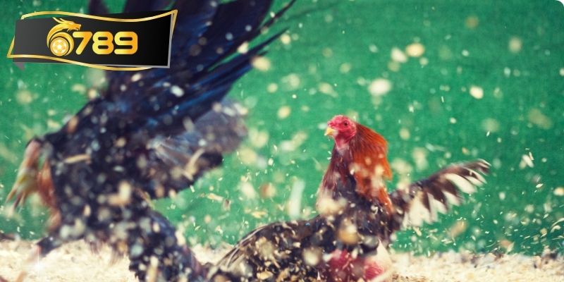 Tiết lộ cách tham gia chơi nhanh tại nền tảng
